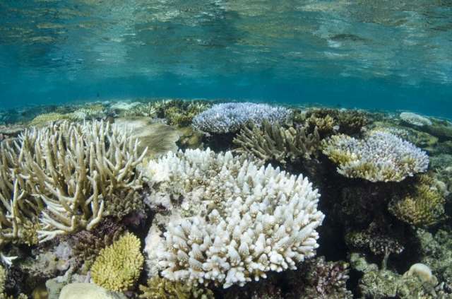 Israeli researchers are using 3D printing technology to help rebuild coral reefs